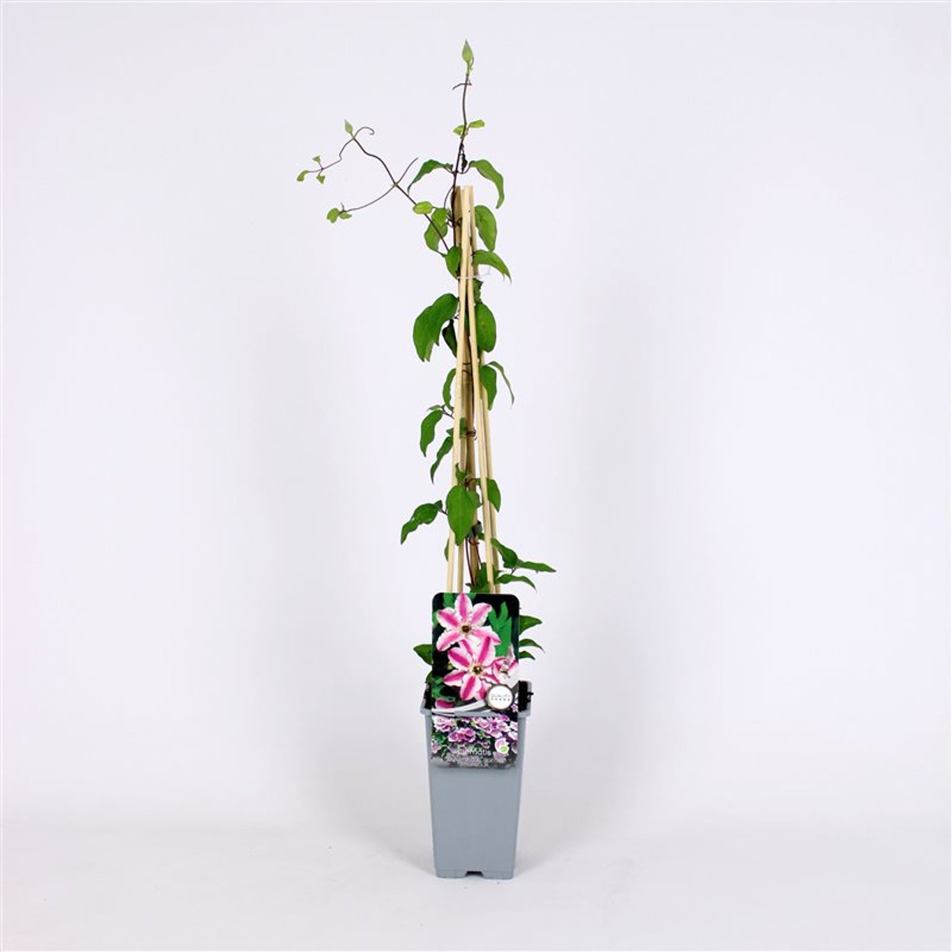 Clematis 'Souv.du Capit.Thuilleaux' - C2 70/+ CM